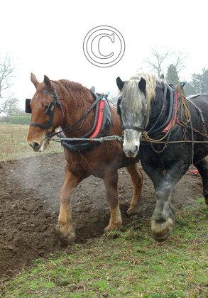Horse Ploughing DM1206